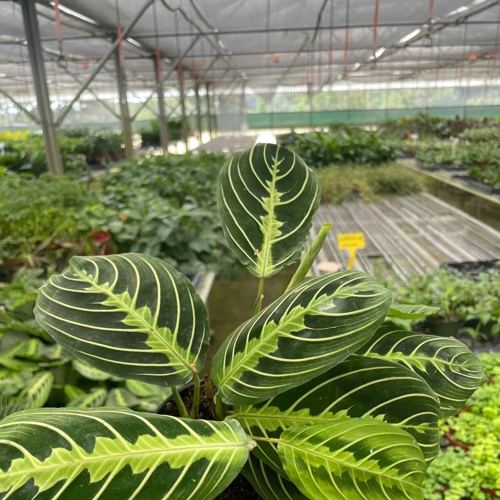 Maranta 'Lemon Lime'