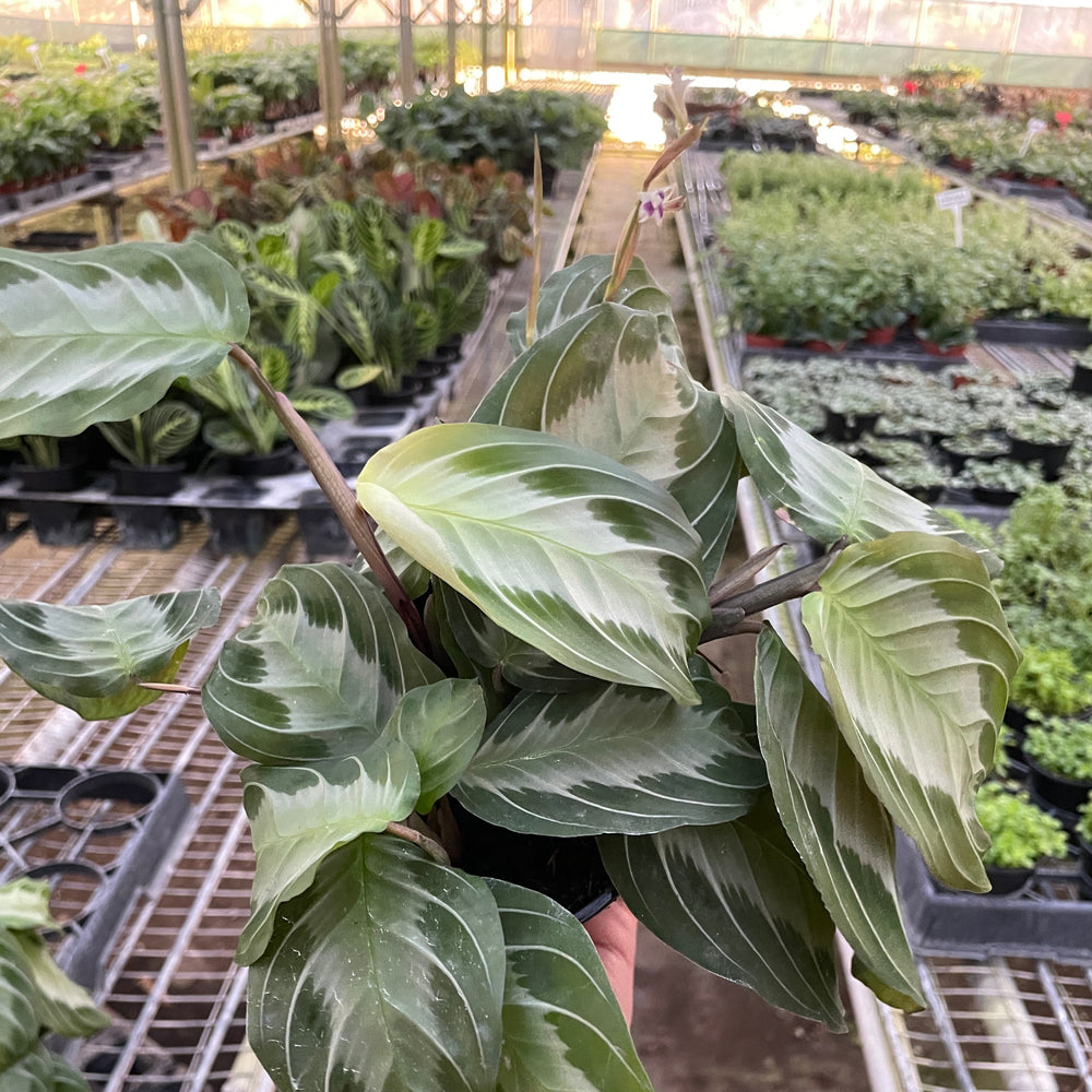 Maranta 'Silver Band'