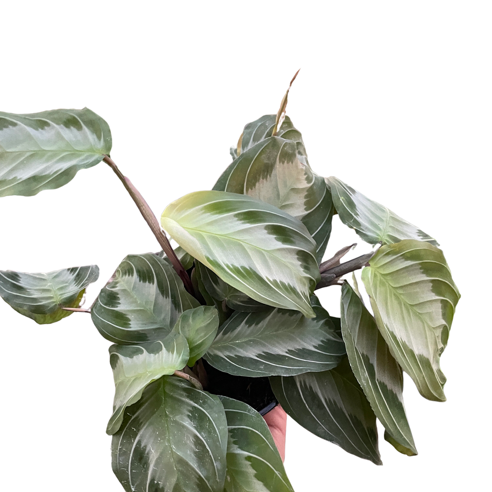 Maranta 'Silver Band'