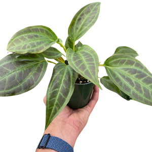 Monolena 'Primuliflora' | Rare Tropical Epiphyte with Pink Flowers | House Plant Shop