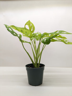 Monstera Adansonii Swiss Cheese Neon | Chartreuse Vining Plant | House Plant Shop