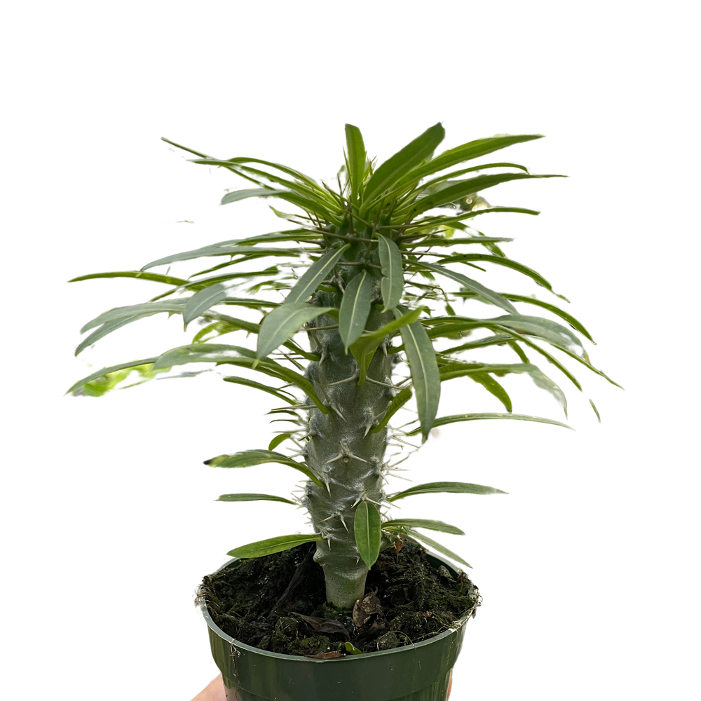 Pachypodium 'lamerei' (Madagascar Palm)