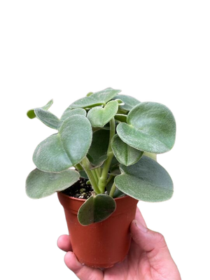 Peperomia 'Felted'