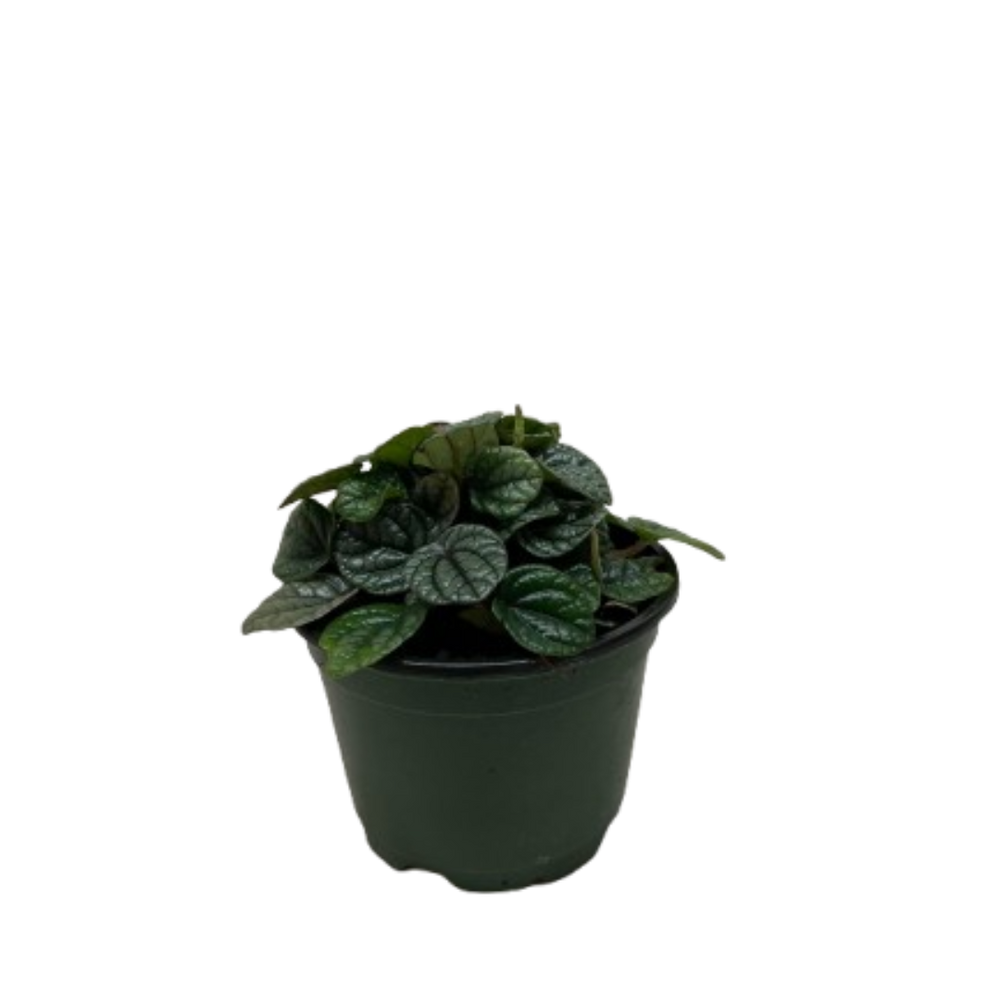 Peperomia Greyhound