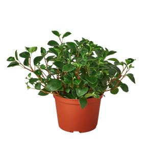 Peperomia 'Glabella'