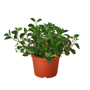Peperomia 'Glabella'