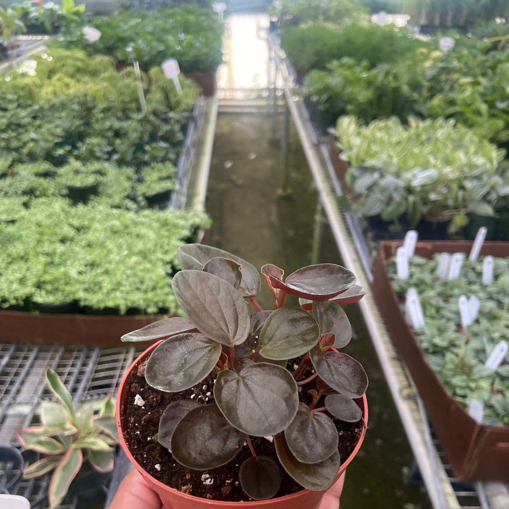 Peperomia 'Rugosa'