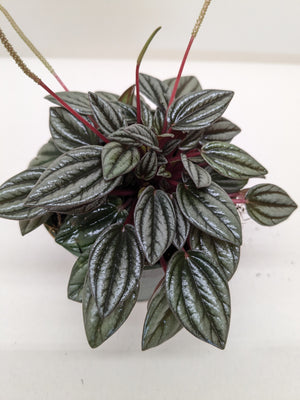 Peperomia San Marino | Easy Care Tabletop Plant | House Plant Shop