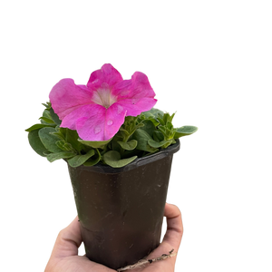 Petunia
