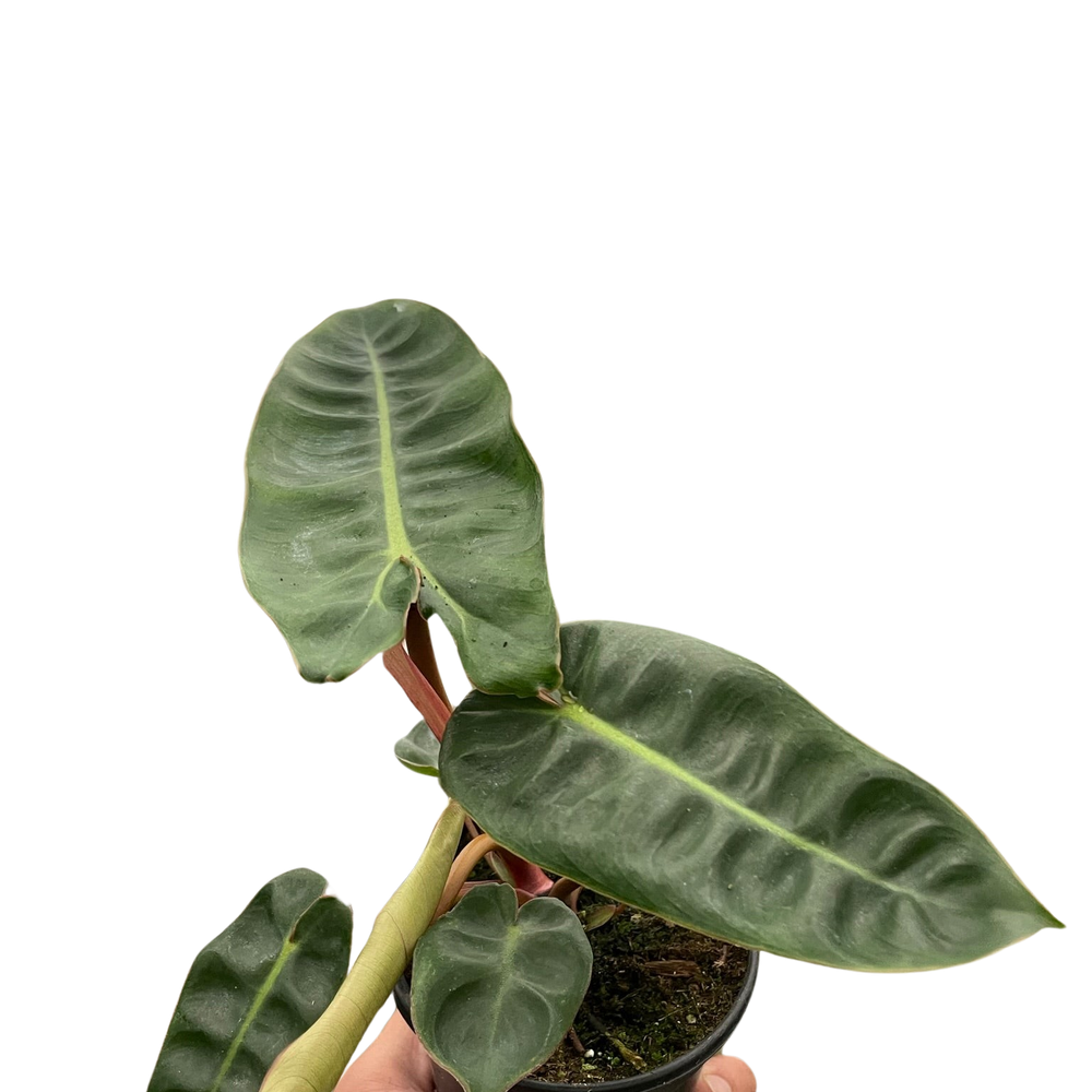 Philodendron 'Billietiae'