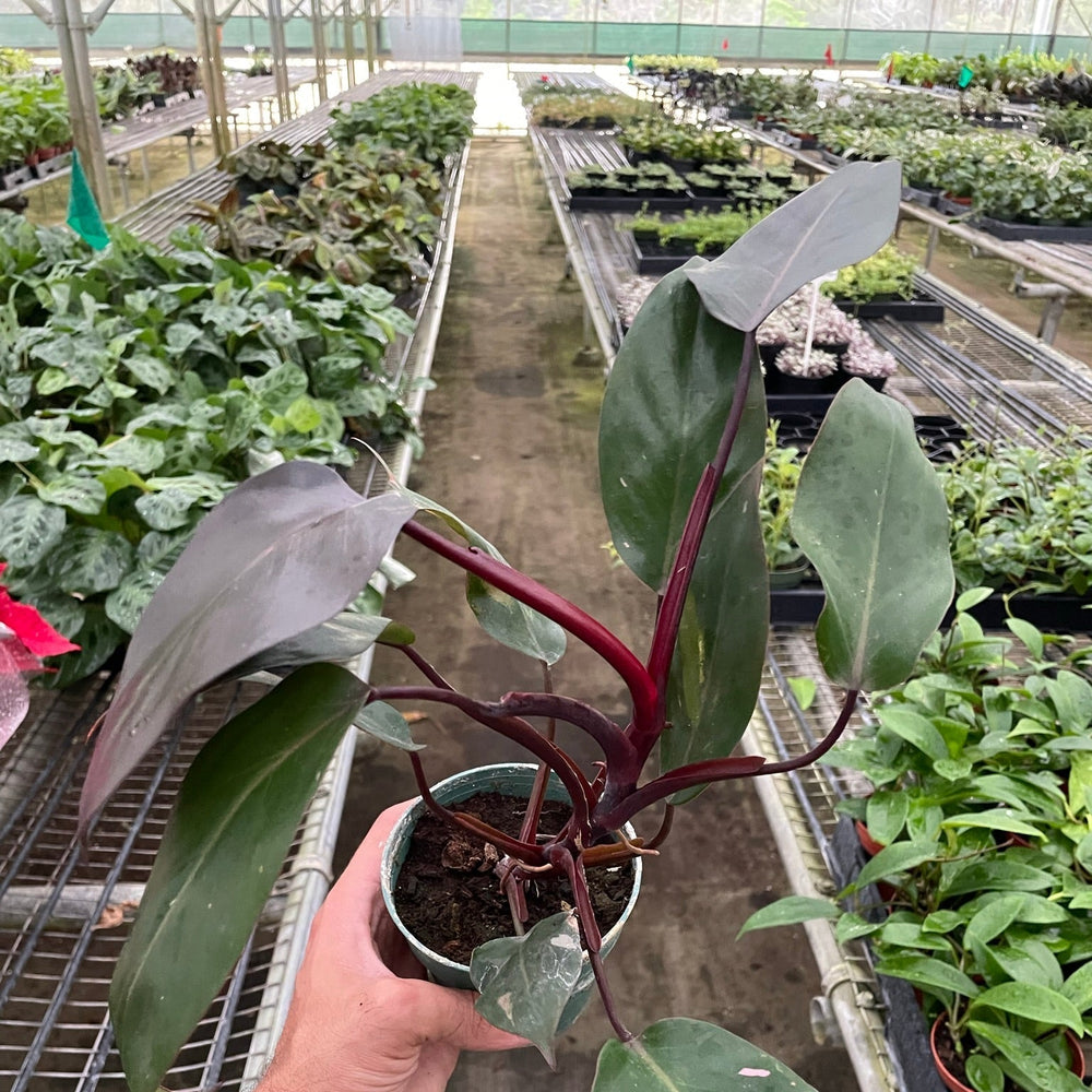 Philodendron 'Burgundy Princess' (Reverted Pink Princess) - B-Grade
