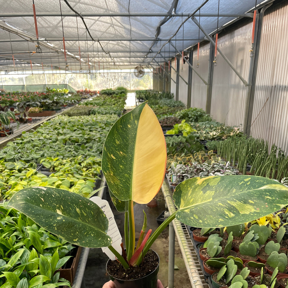 Philodendron 'Congo Green Variegated'