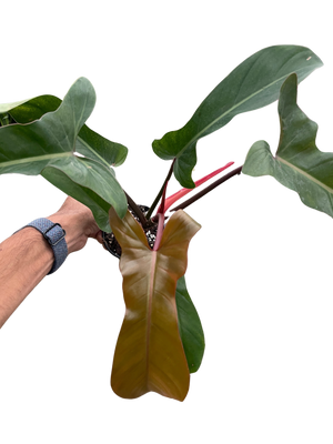 Philodendron 'Florida Bronze'