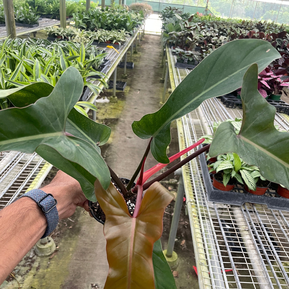Philodendron 'Florida Bronze'