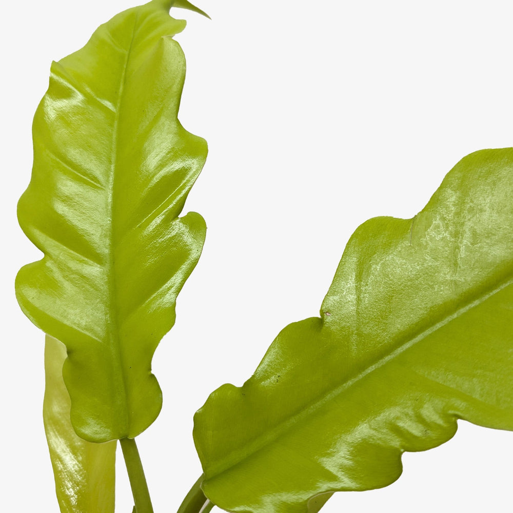 Philodendron 'Golden Crocodile'