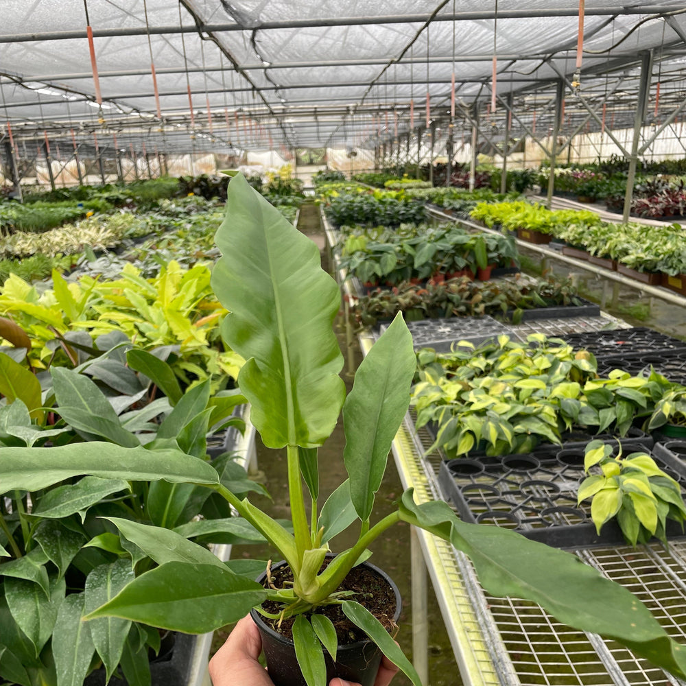 Philodendron 'Jungle Boogie'