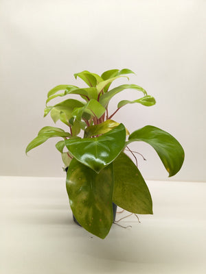 Philodendron Lemon Lime | Neon Yellow Trailing Plant | House Plant Shop