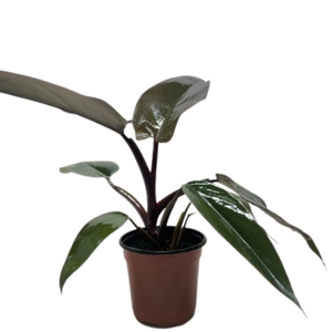 Philodendron Majesty