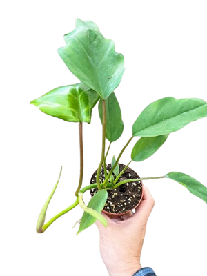 Philodendron Mayoi