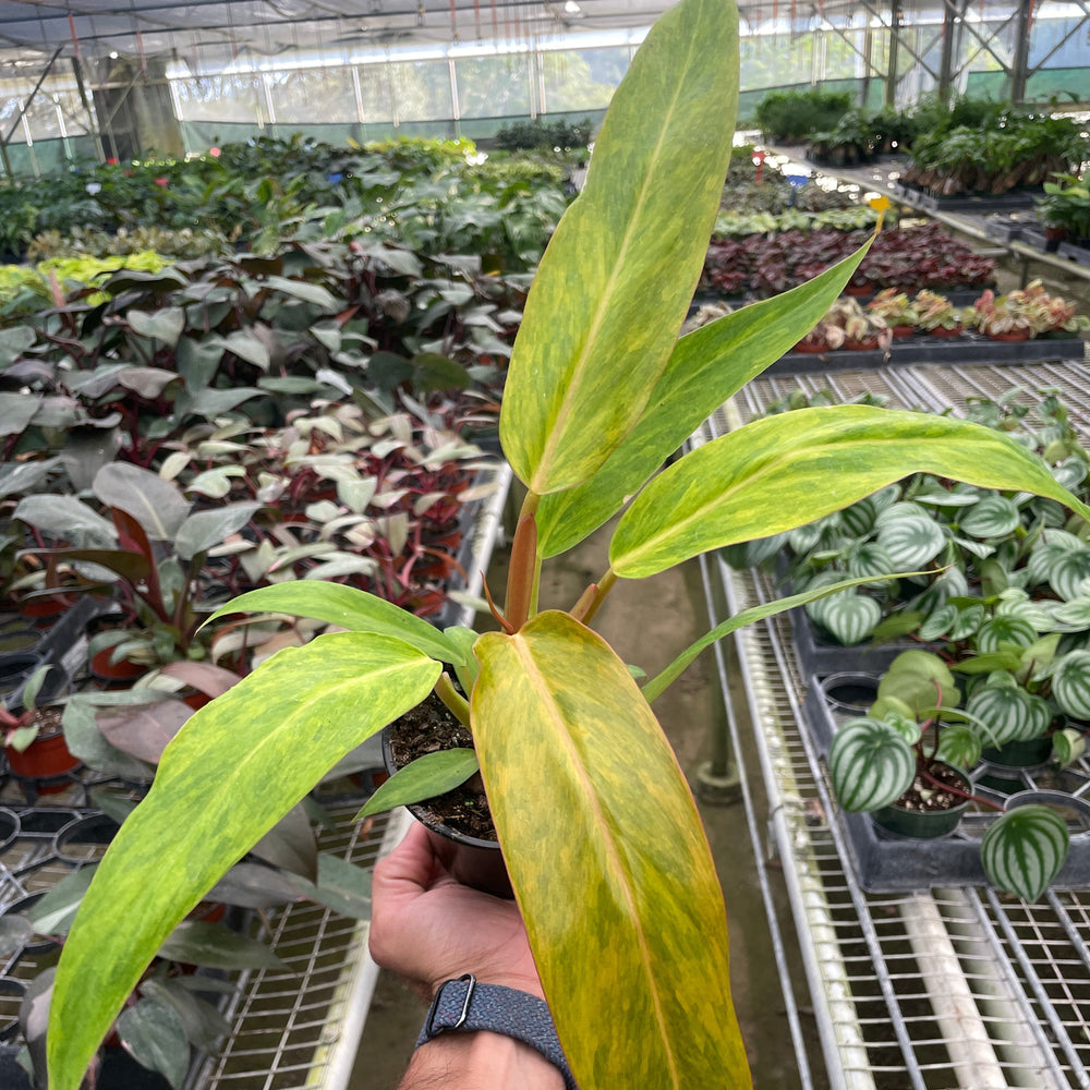 Philodendron 'Orange Marmalade'