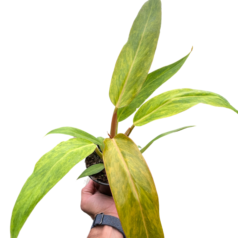 Philodendron 'Orange Marmalade'