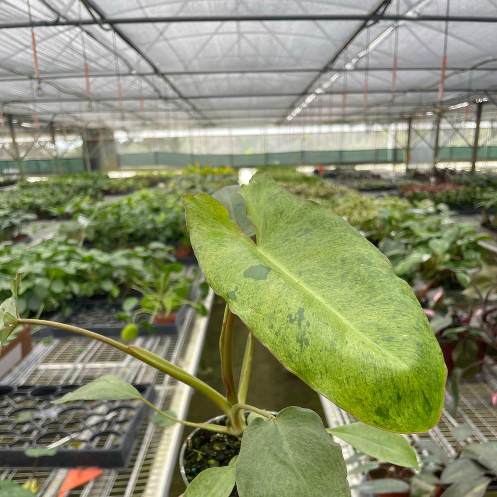 Philodendron 'Paraiso Verde'