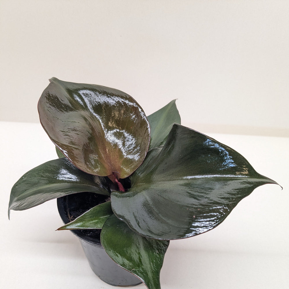 Philodendron Red Heart | Red Foliage Tropical Plant | House Plant Shop