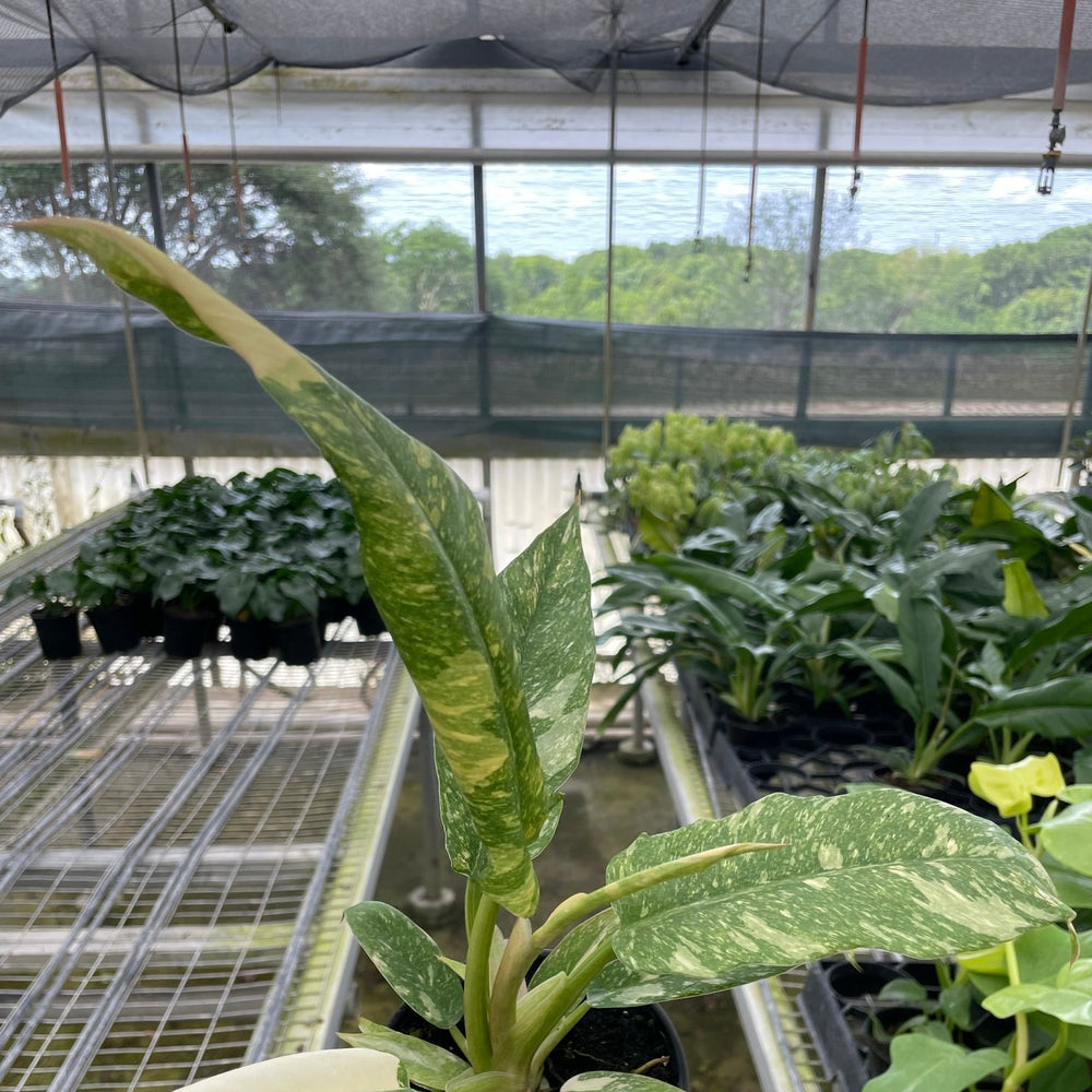 Philodendron Ring of Fire Variegated