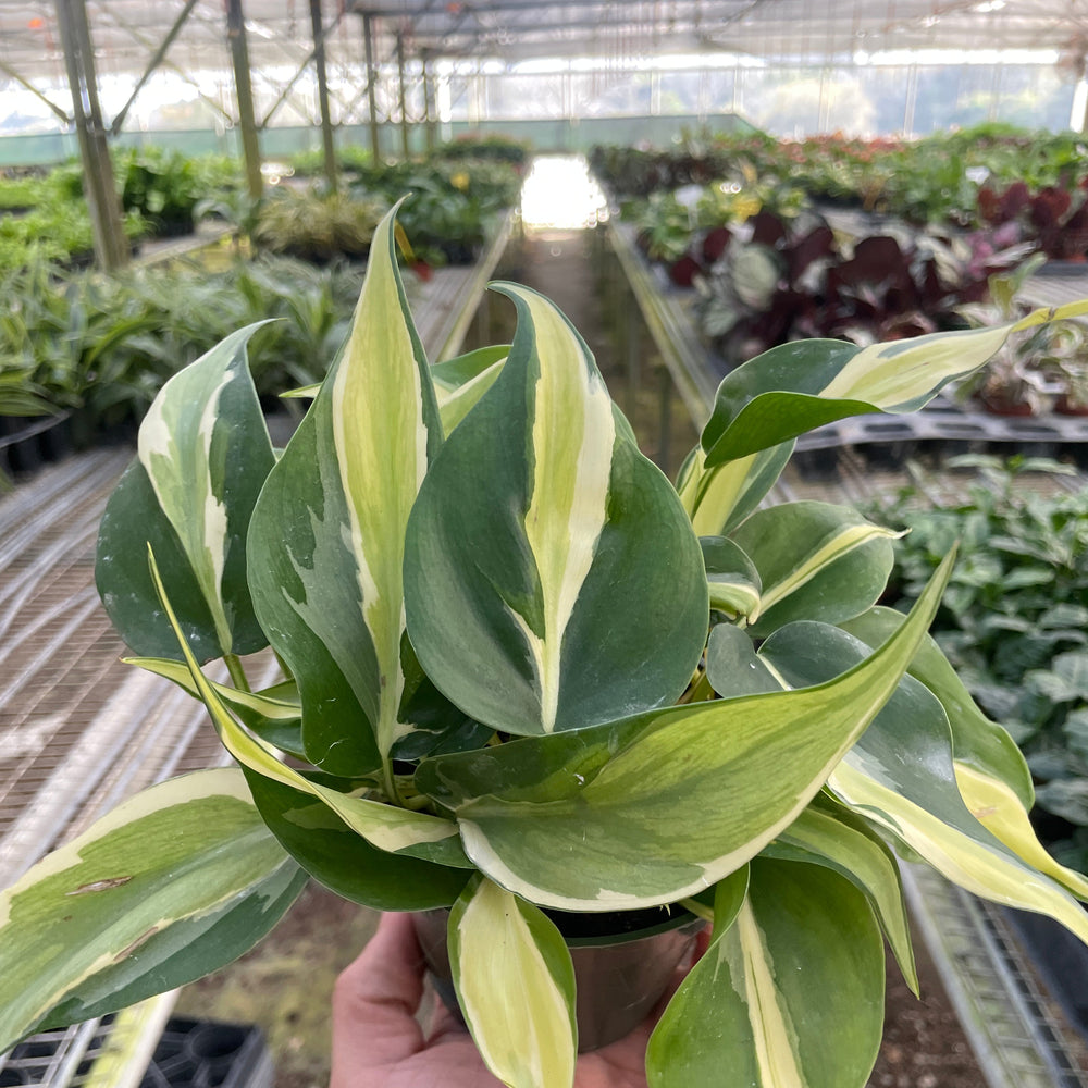 Philodendron 'Silver Stripe'