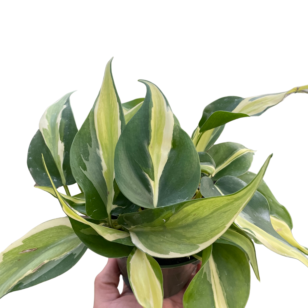 Philodendron 'Silver Stripe'