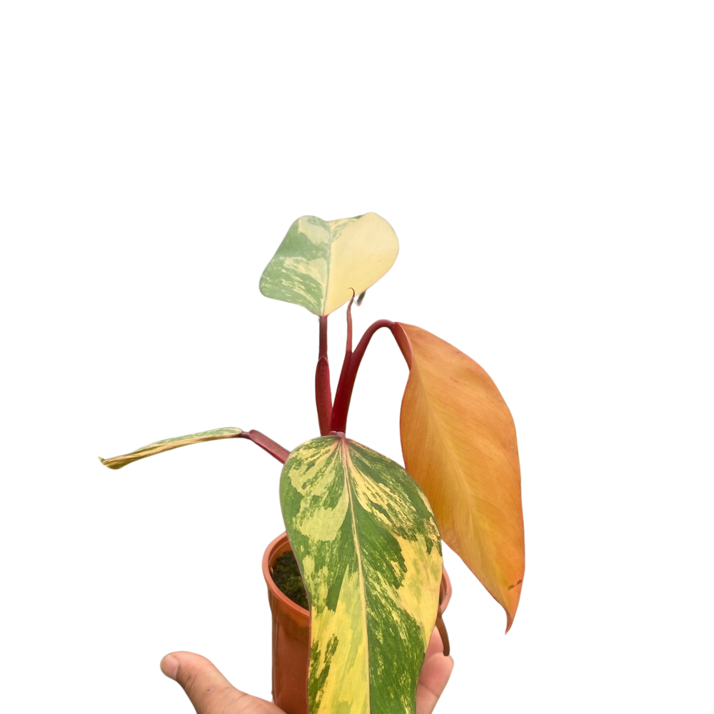 Philodendron 'Strawberry Shake'