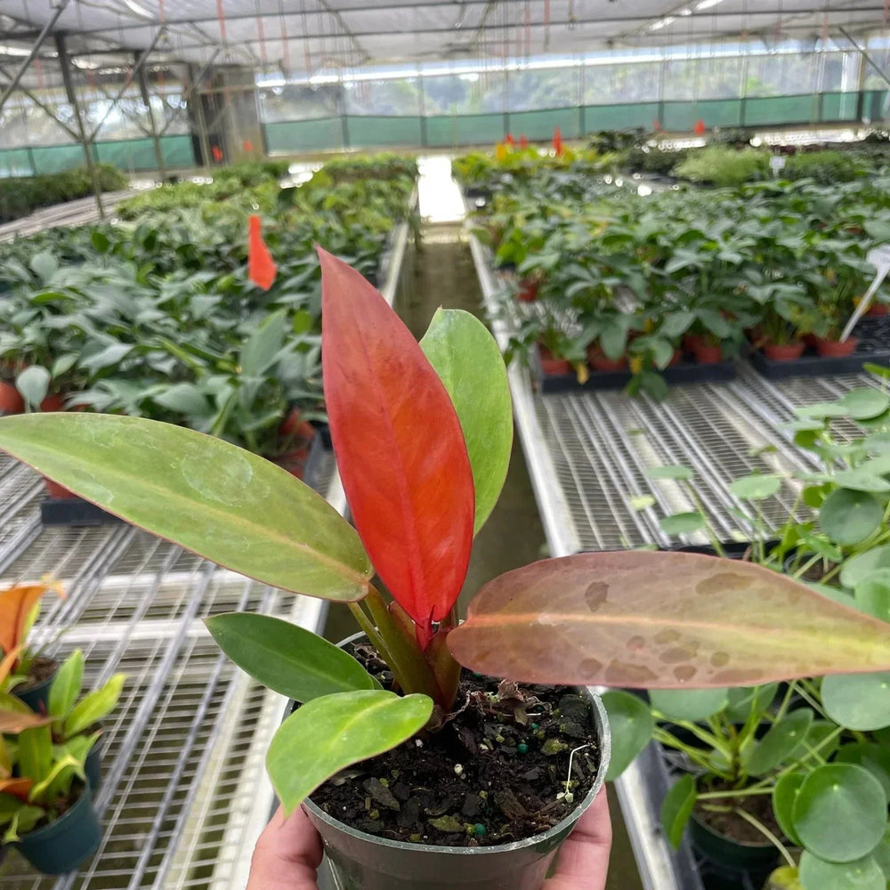 Philodendron 'Sun Red'