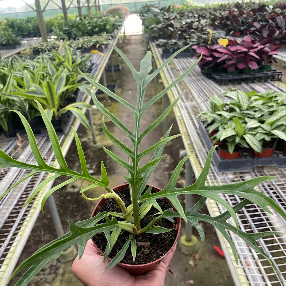 Philodendron 'Tortum'