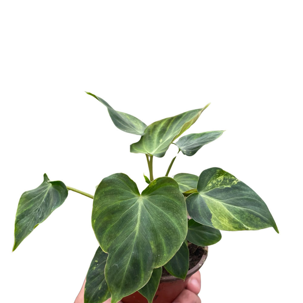 Philodendron 'Verrucosum'