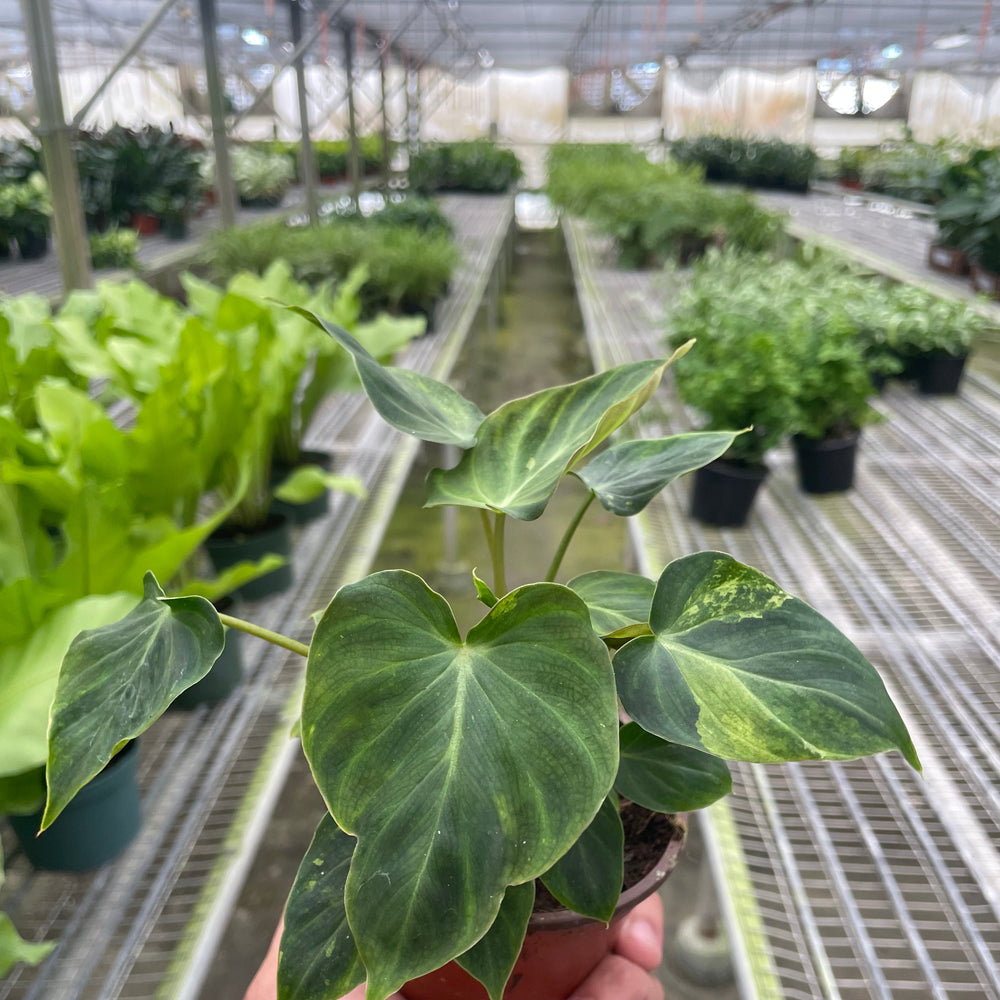 Philodendron 'Verrucosum'