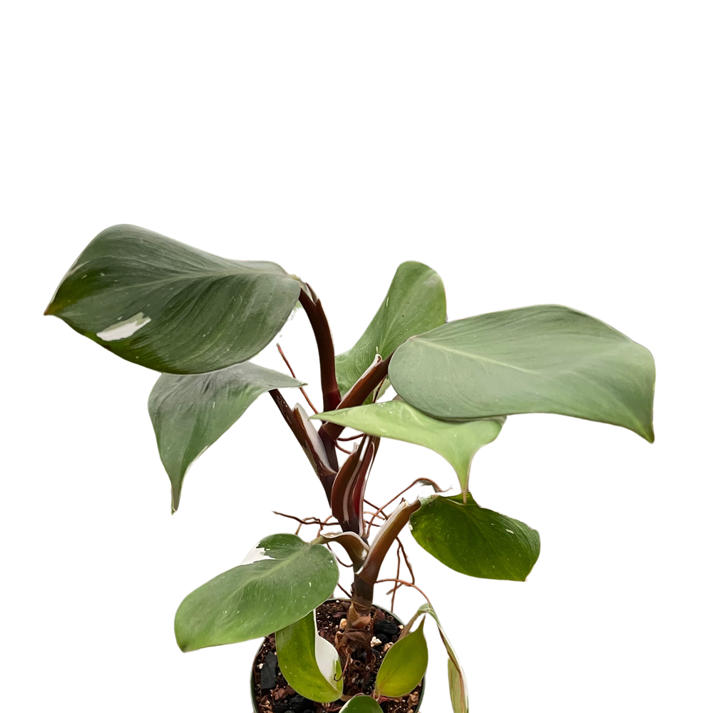 Philodendron 'White Knight'