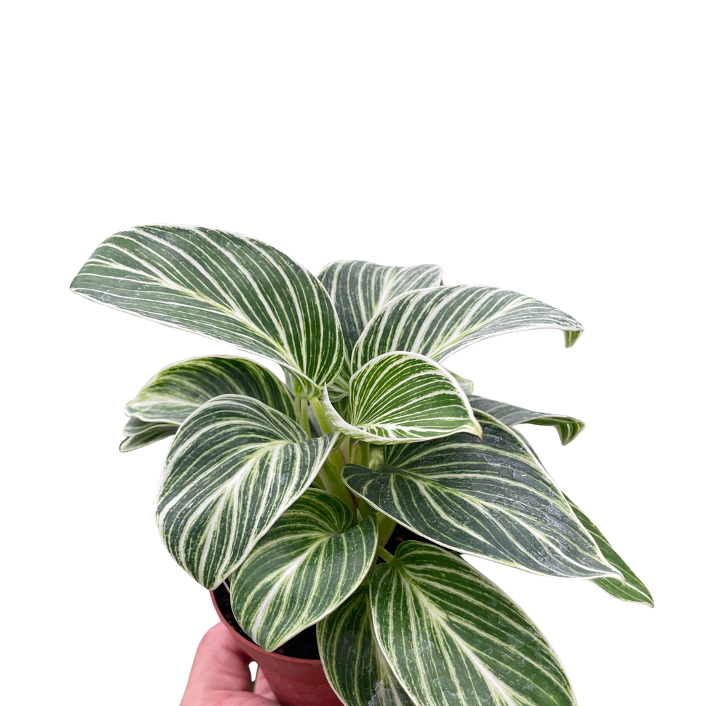 Philodendron White Measure