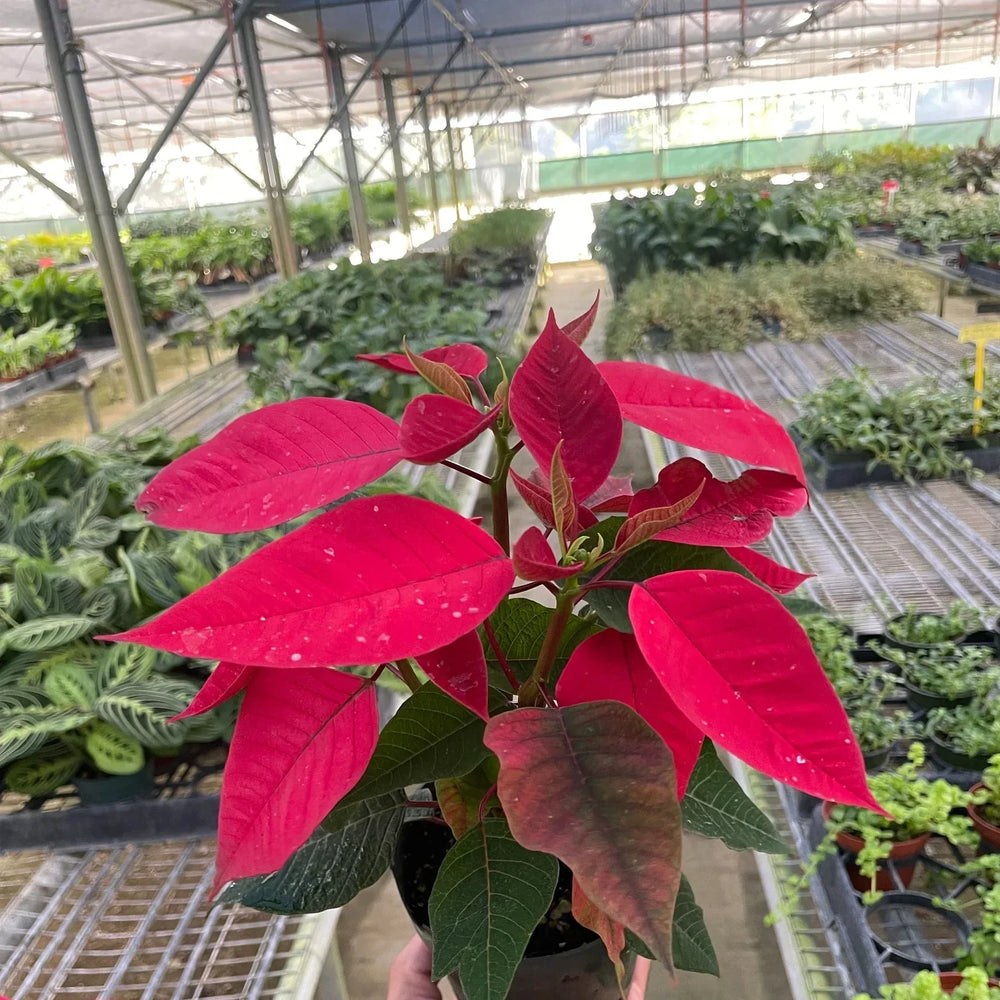 Poinsettia 'Red'