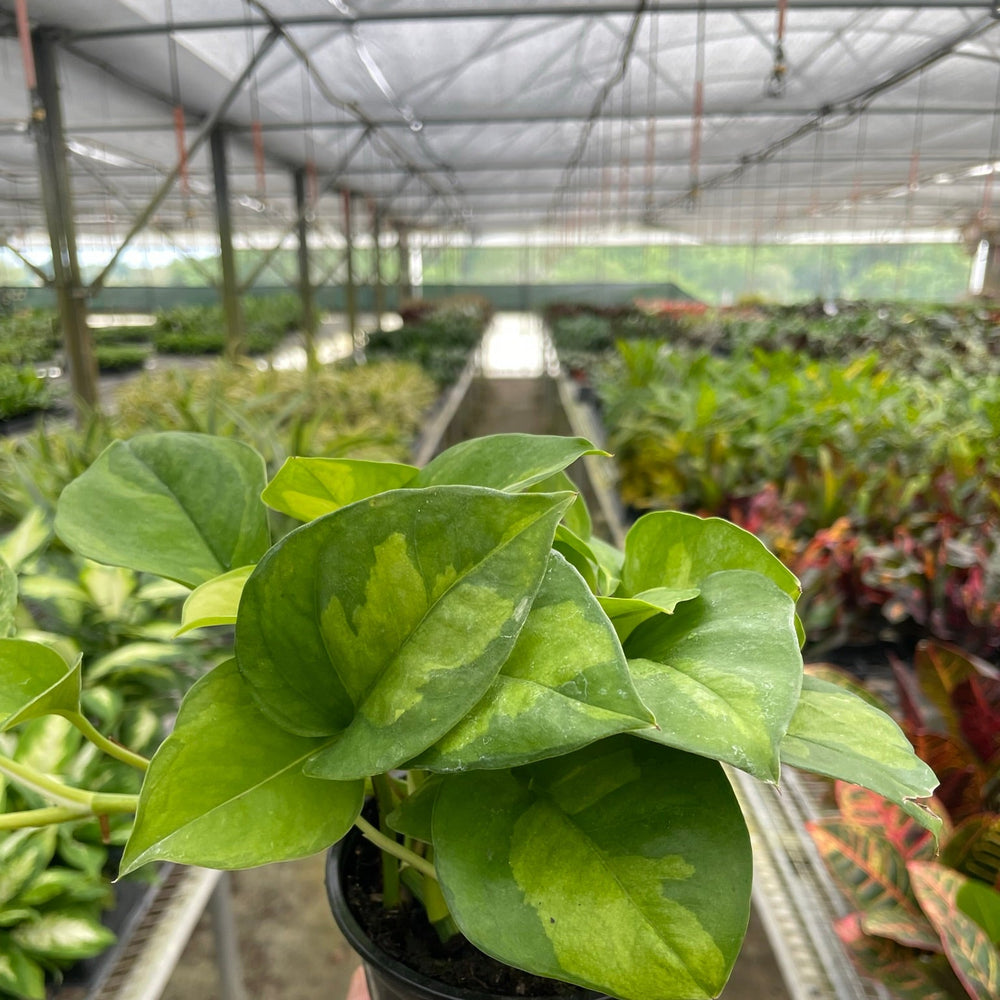 Pothos 'Global Green'
