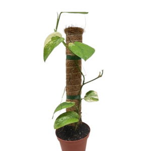 Pothos Jade Satin Albo