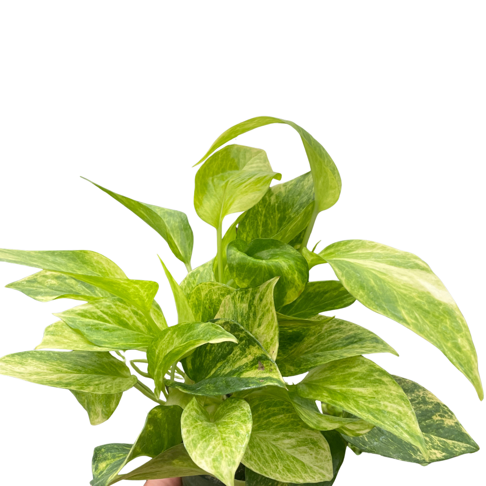 Pothos 'Neon Queen'