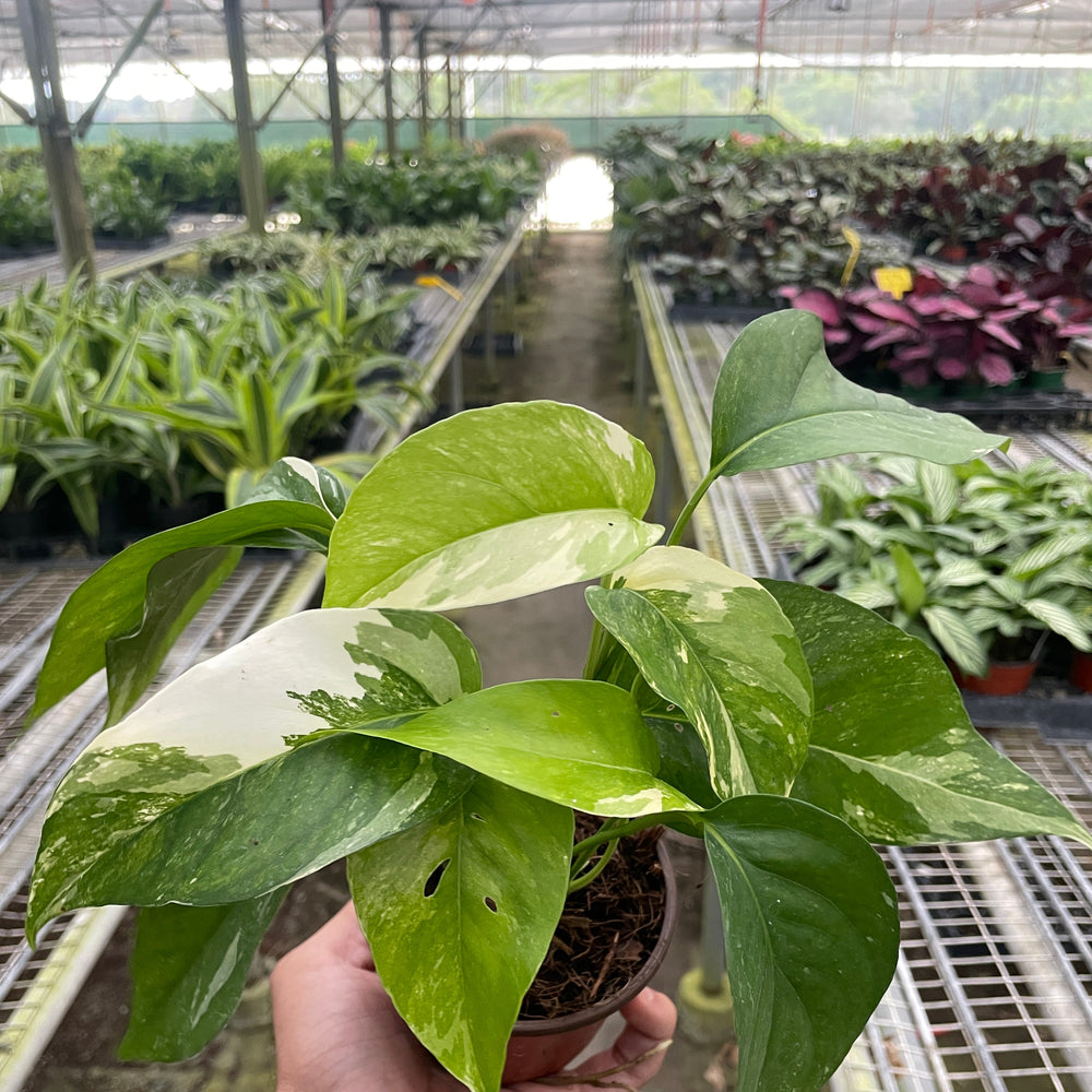 Pothos 'Albo Variegata'