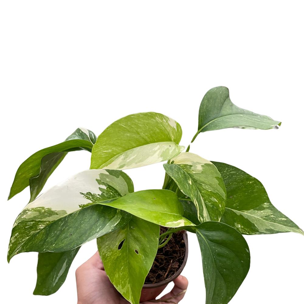 Pothos 'Albo Variegata'