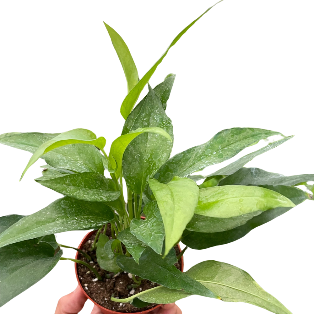 Pothos Skeleton Key