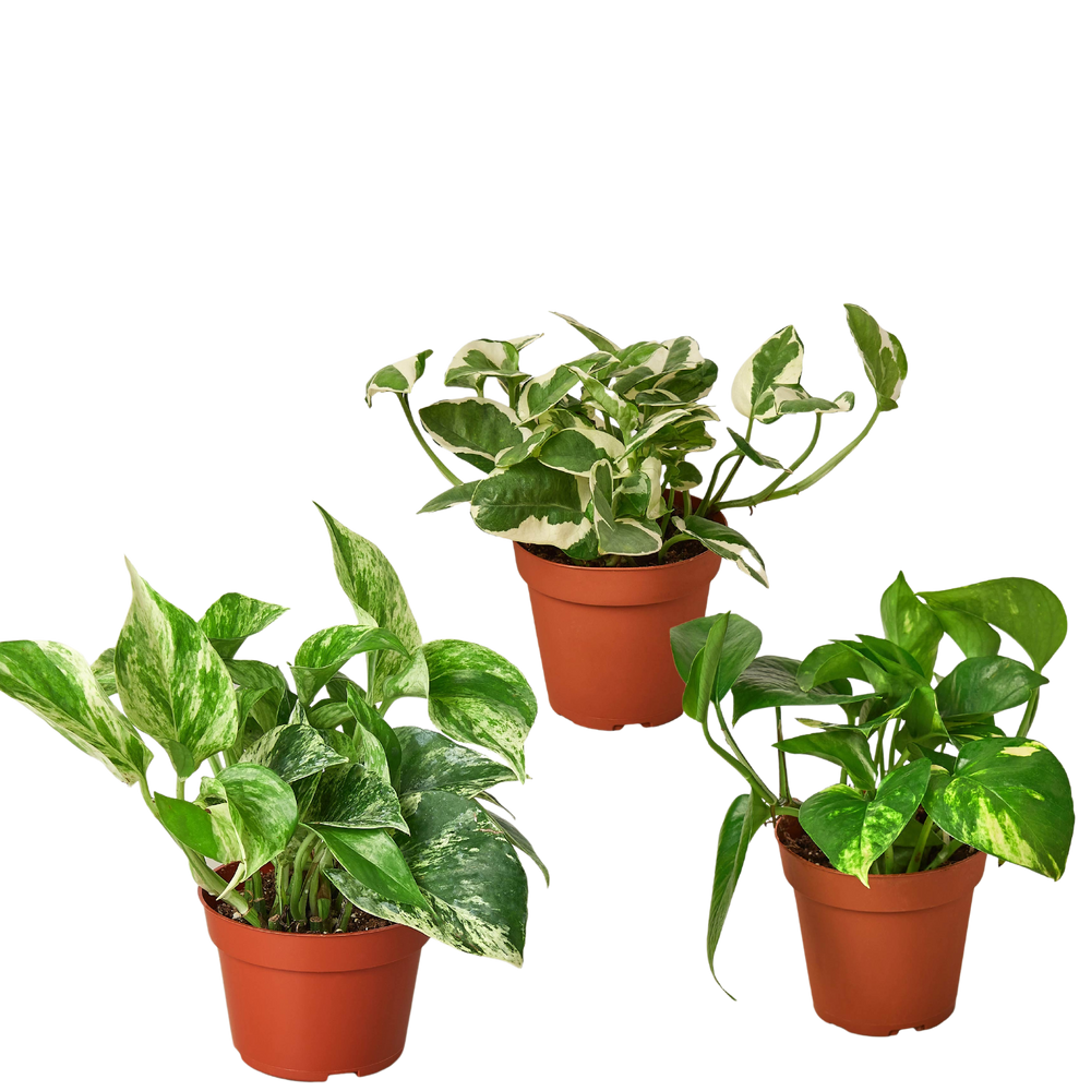 3 Pothos Variety Pack / 4" Pot / Live Plant / Home and Garden Plants