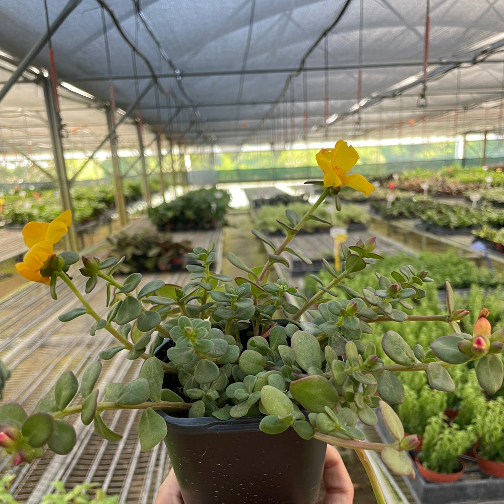 Purslane