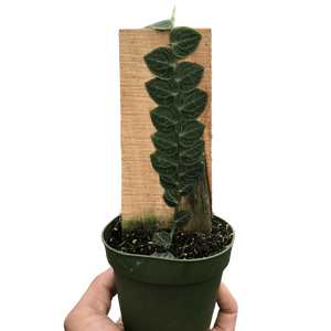 Rhaphidophora 'Cryptantha' | Rare Shingle Plant Climber | House Plant Shop