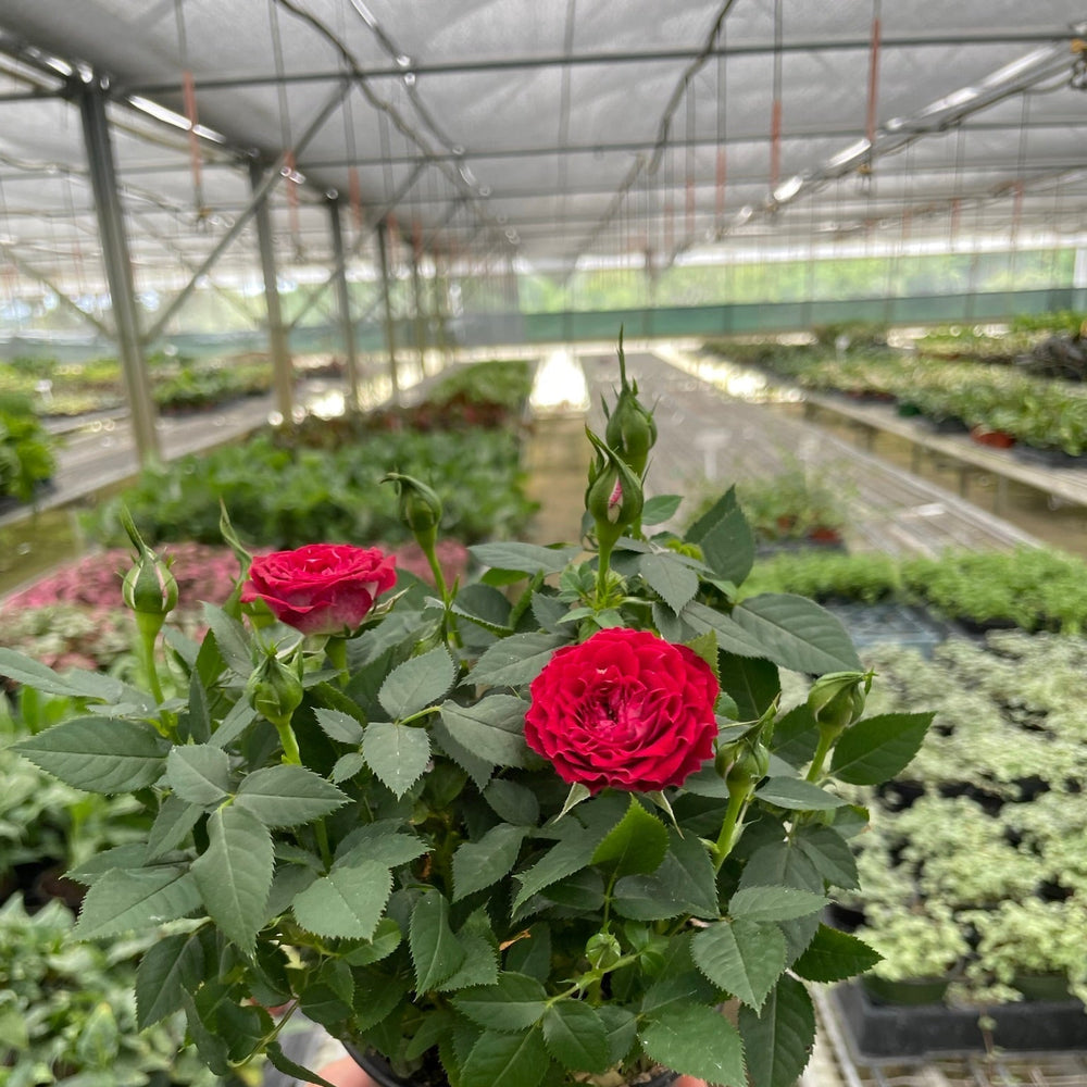 Mini Rose Bush