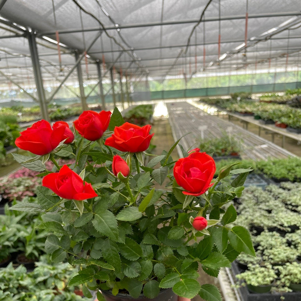 Mini Rose Bush