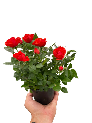 Mini Rose Bush